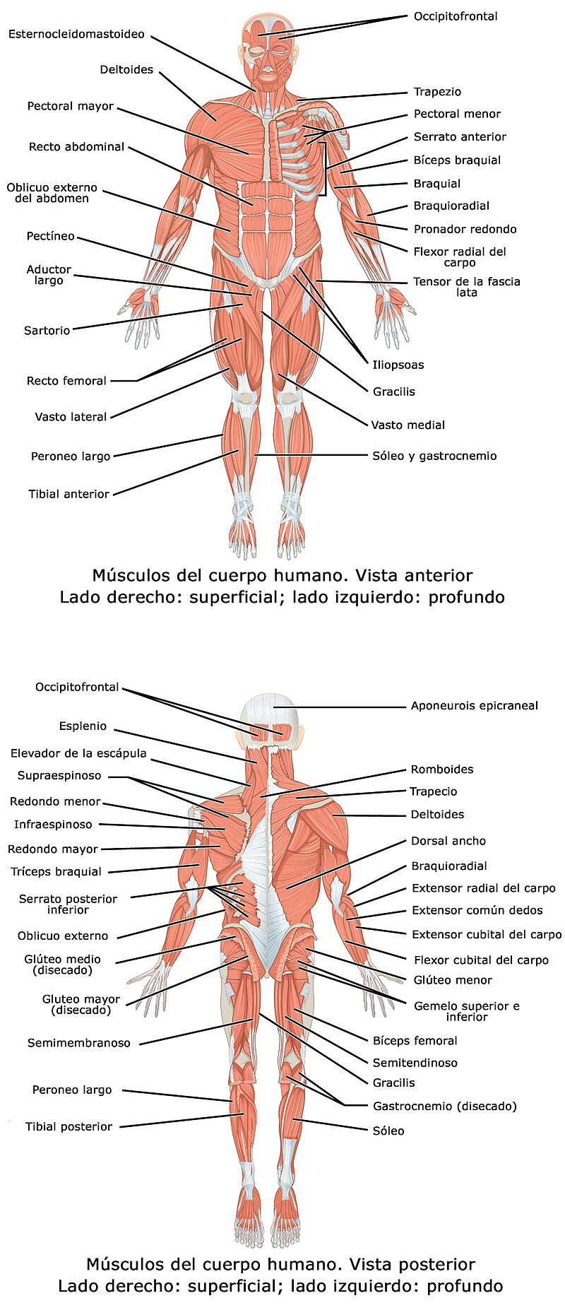 Vista anterior de la musculatura humana